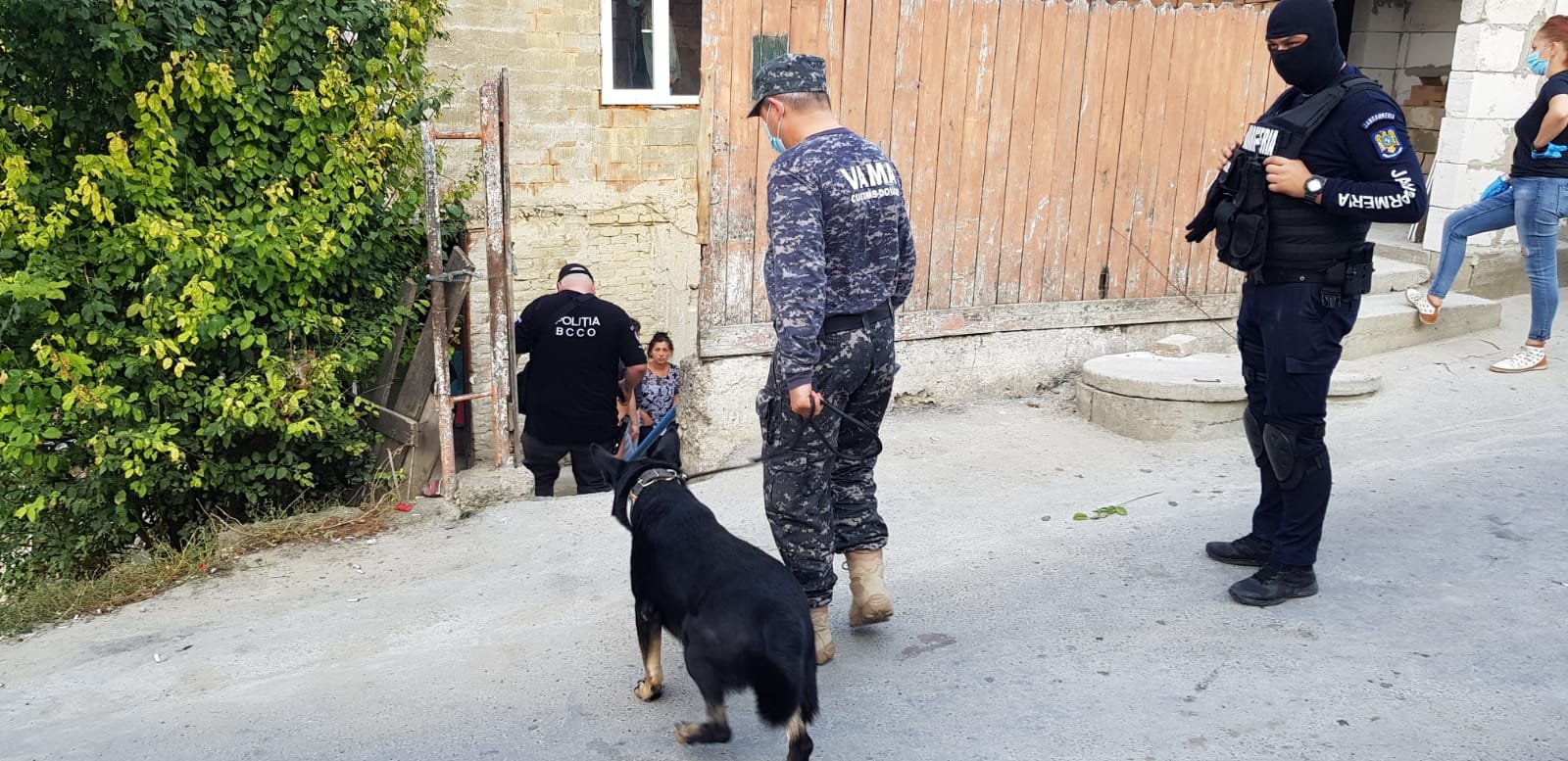  VIDEO-Soţ şi soţie, dealeri de droguri în Galata. La percheziţie, un câine a găsit canabis în noptieră