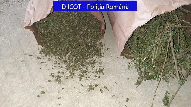  Cannabis, plantat pe șase hectare în Dâmbovița. Pentru recoltare, fermierii au folosit zilieri