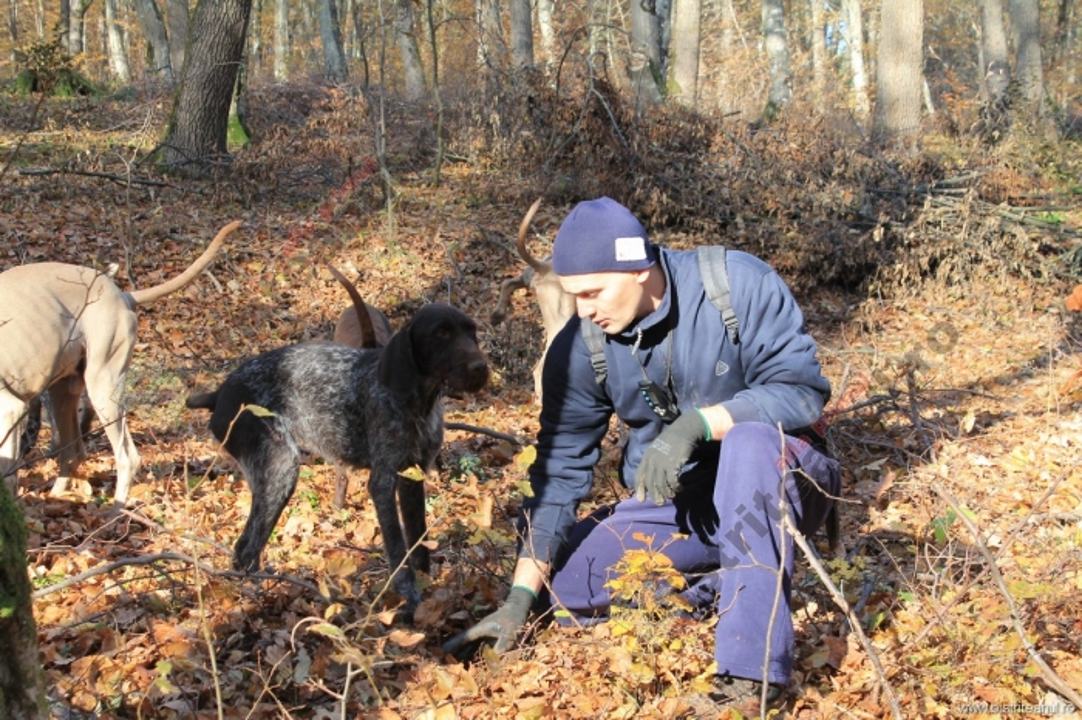  Un sucevean care a mers la cules de fructe de pădure a ajuns la o stână din Ucraina