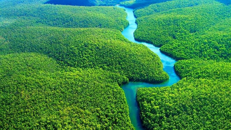  Studiu: Aproape 40% din pădurea tropicală amazoniană riscă să devină savană