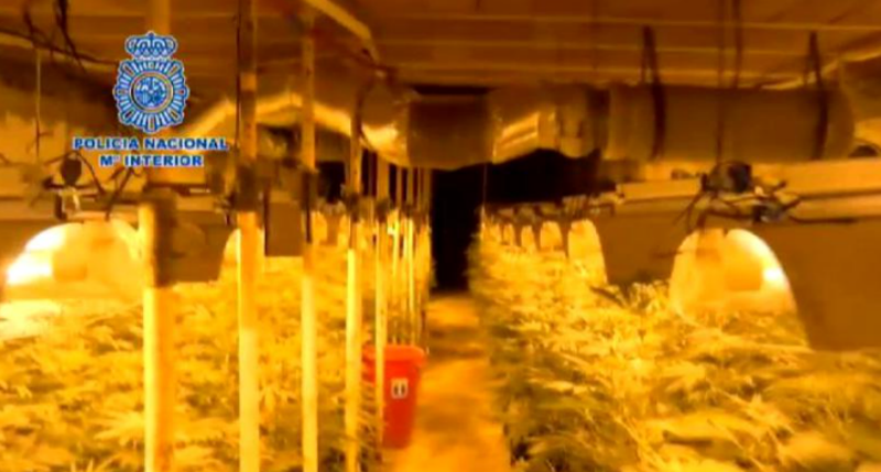  VIDEO: Cea mai mare plantație de cannabis subterană din Spania, creată de patru români, dată de gol prin miros