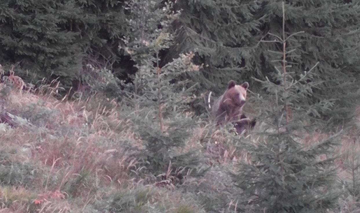  VIDEO- Întâlnire live cu o ursoaică cu pui, în munţi, în zona Moldovei