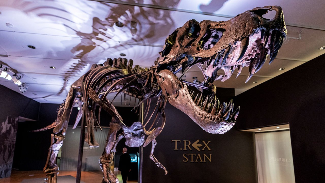  Scheletul unui „bunic” al lui Tyrannosaurus Rex, vândut pentru mai mult de 3 milioane de euro la Paris