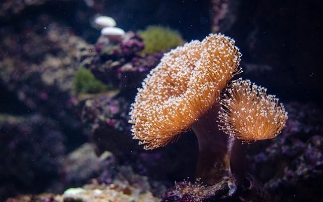  Jumătate dintre coralii Marii Bariere din Australia au pierit în ultimii 25 de ani