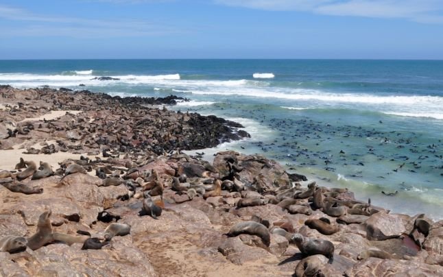  Mii de pui de focă au murit pe o coastă a Namibiei