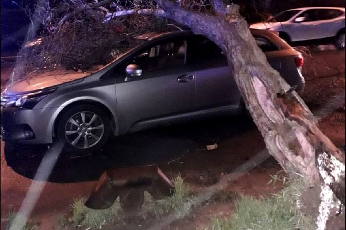  Copac căzut peste o mașină în Păcurari din cauza vântului