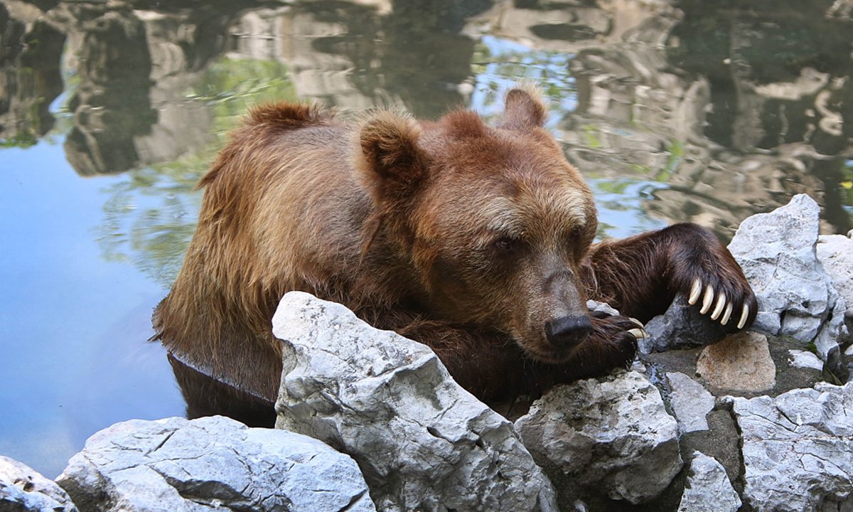 Angajatul unei grădini zoologice din China a fost sfâșiat de urși în fața turiștilor