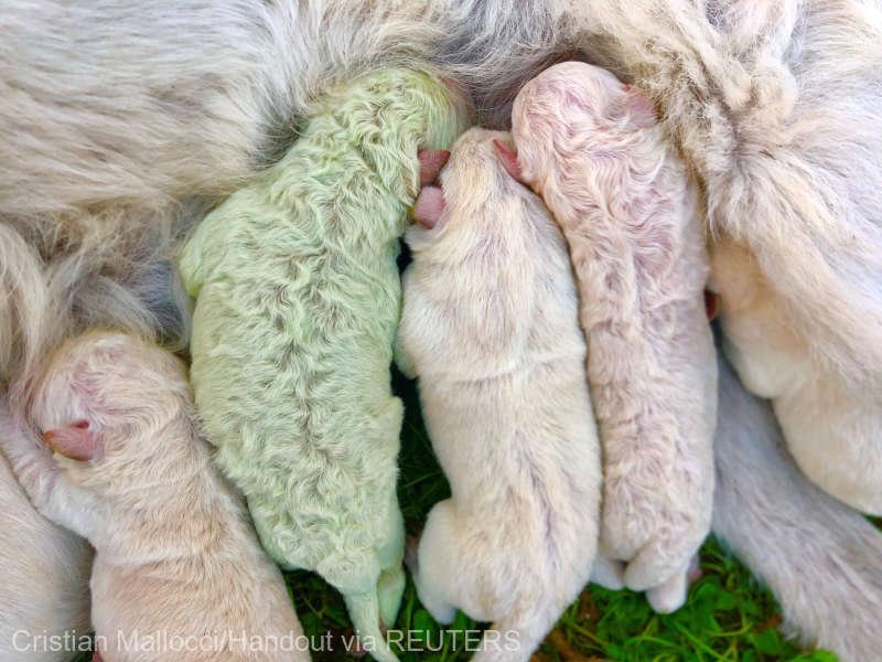  Un căţel cu blană verde s-a născut în Sardinia