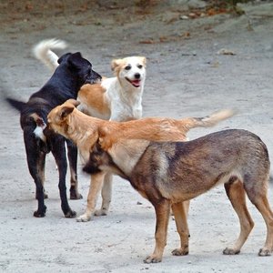  Câinii maidanezi pot fi EUTANASIAŢI. CC a stabilit că Legea privind câinii fără stăpân este constituţională