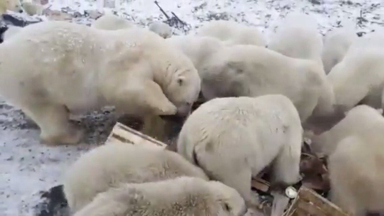  VIDEO: Imagini incredibile cu 10 urși polari care au încercuit un camion, pe un drum din Rusia Arctică