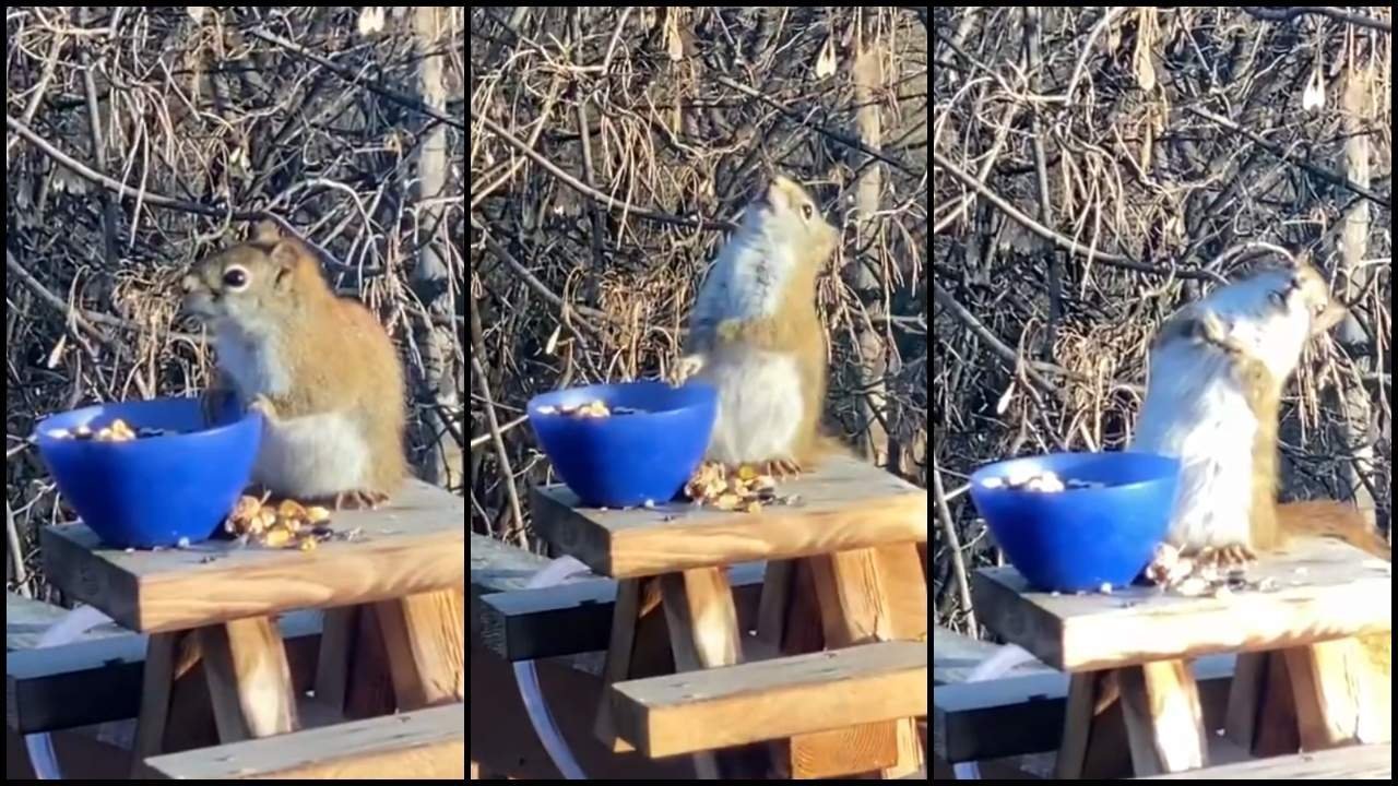  VIDEO: Cea mai simpatică veveriță din lume. S-a îmbătat după ce a mâncat pere fermentate