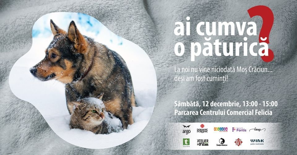 Se strâng donații pentru animalele din adăposturile din Iași. De ce ar fi nevoie