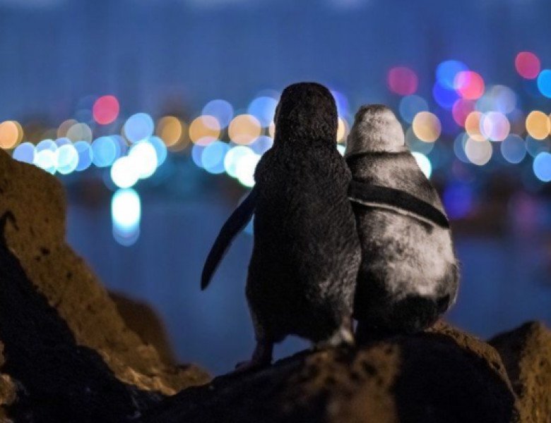  (FOTO) Momentul emoționant când doi pinguini văduvi se consolează unul pe celălalt