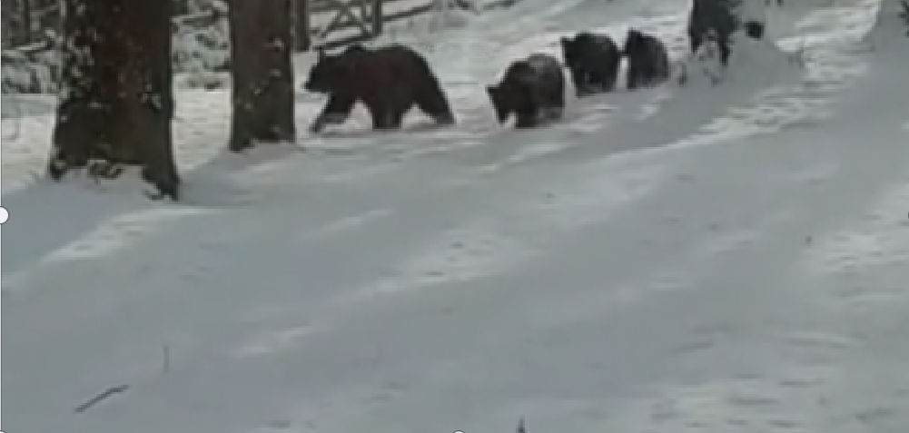  VIDEO O ursoaică cu trei pui, la plimbare prin Sinaia. S-au jucat în zăpadă și s-au scărpinat de copaci