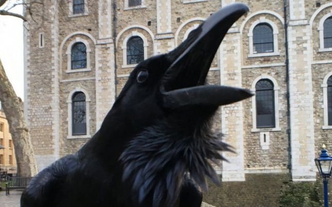  Corbul Merlina, regina gardienilor înaripaţi de la Turnul Londrei, nu s-a mai întors