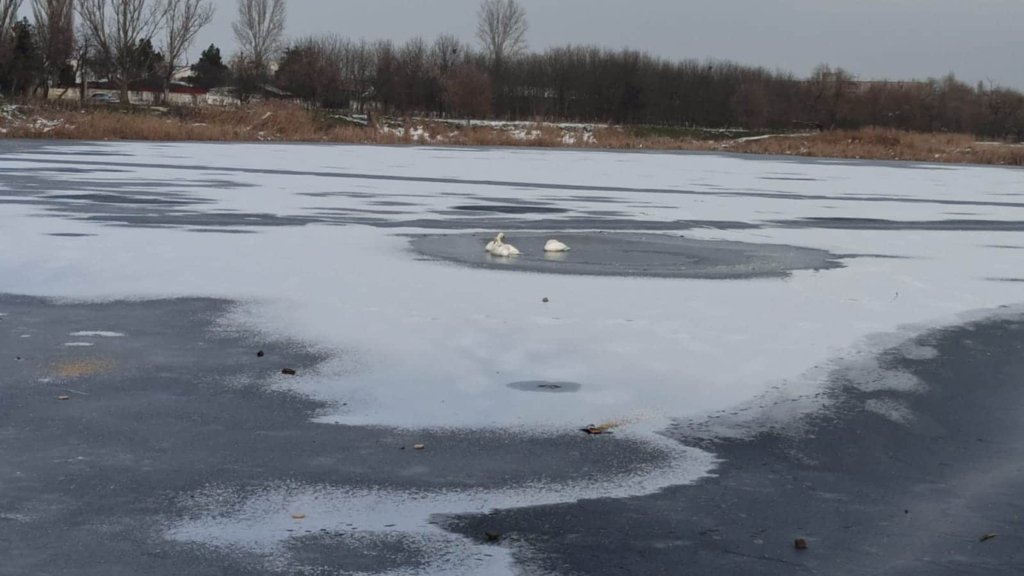  Patru lebede, prinse în gheață la Bârlad. Intervenție a pompierilor pentru salvarea lor