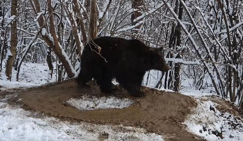  (VIDEO) Un urs traumatizat, lăsat liber după ce a trăit 20 de ani la Zoo, se învârte în cerc