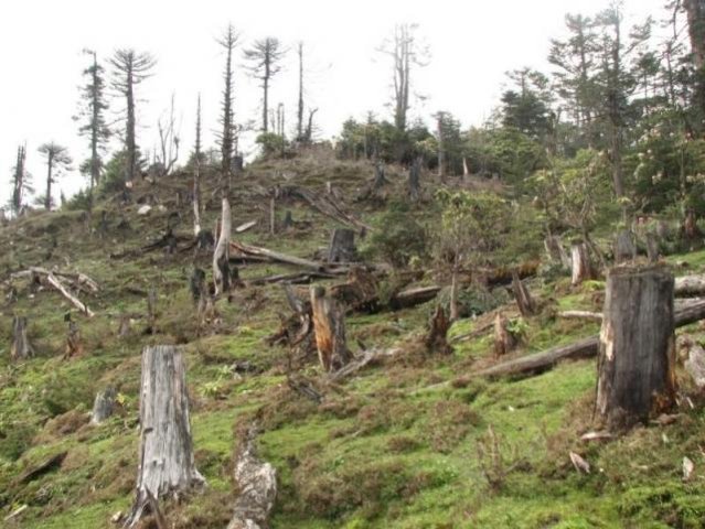  Expert: România îşi vinde pădurile înainte ca arborii să fie doborâţi
