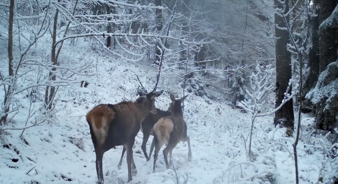  VIDEO În sălbăticie: un cerb și mai multe ciute se joacă în zăpadă. Imagini surprinse în Munții Apuseni