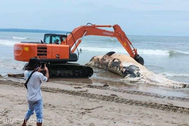  O balenă, găsită moartă pe o plajă din Bali