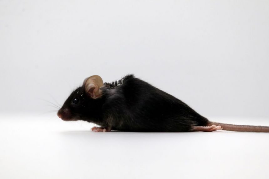  Oamenii de ştiinţă germani au reuşit să facă şoareci paralizaţi să meargă din nou