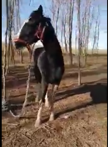  Constanţa: 40 de cai legaţi, maltrataţi, bătuţi şi slab hrăniţi, filmaţi pe marginea unui lac din Teghirghiol