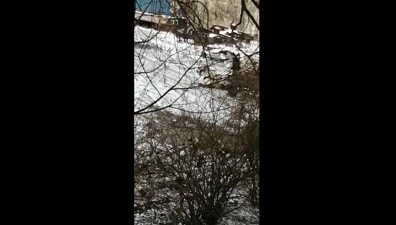  VIDEO – Cal căzut la pământ, biciuit cu săbăticie de doi bărbaţi