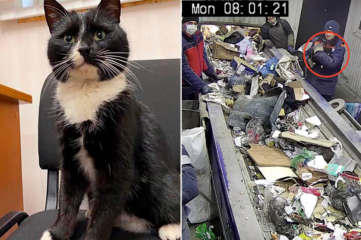  VIDEO O pisică din Rusia a ajuns ministru adjunct după ce a fost salvată dintr-o instalație de procesare a deșeurilor