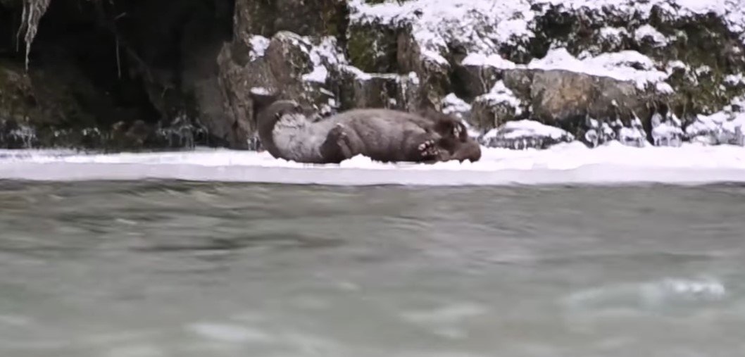  VIDEO – Vidră jucăuşă filmată pe malul unui râu din Parcul Naţional Defileul Jiului