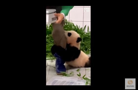  (VIDEO) O înregistrare cu pui de panda care se agaţă de îngrijitor a devenit virală