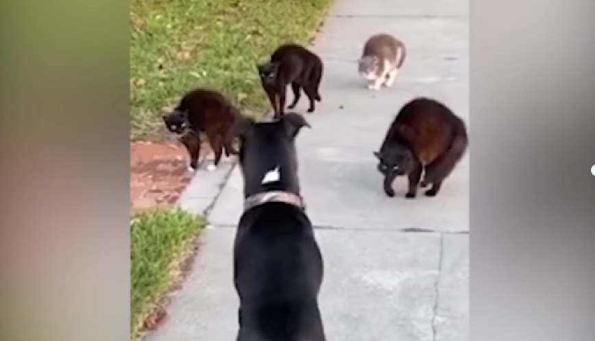  VIDEO Întâlnire de cinci stele între un câine și mai multe pisici. Reacția animalelor