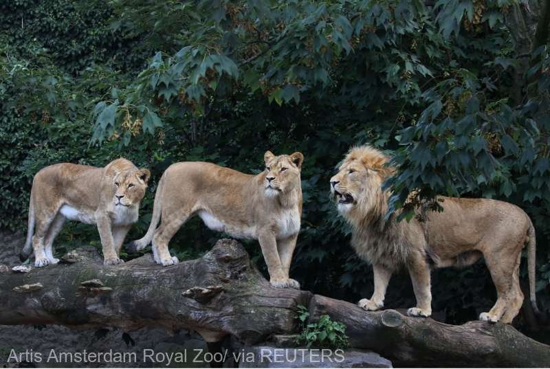  O faimoasă grădină zoologică renunţă la leii pe care găzduia din cauza problemelor financiare