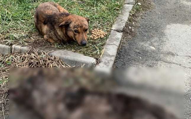  (FOTO) Tulburător: un câine a stat o noapte întreagă lângă prietenul său ucis de o maşină