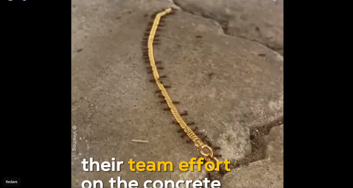  VIDEO Lănțișor de aur furat de … furnici
