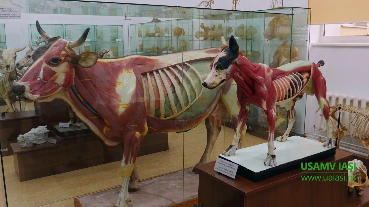  Muzeul de anatomie de la USAMV, un succes la scurt timp după deschidere