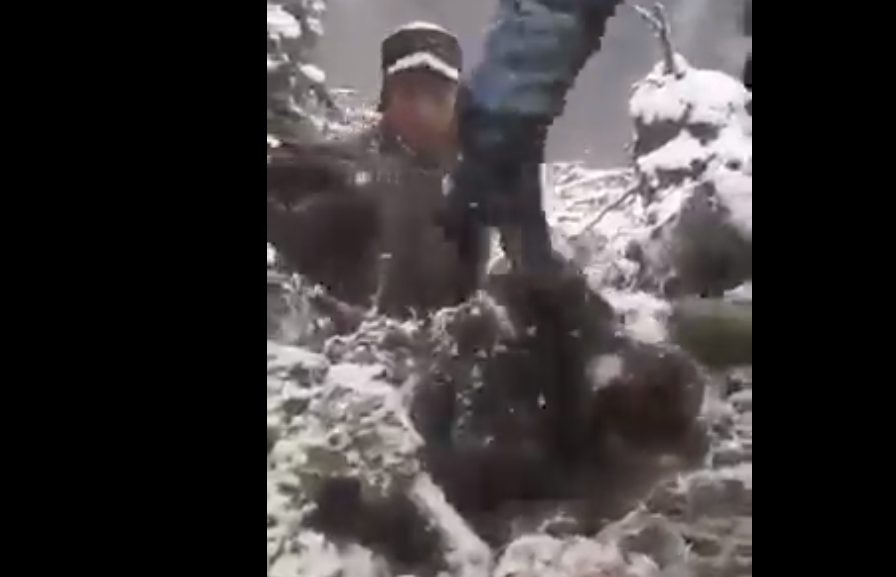  VIDEO Aceștia sunt oameni? Au aruncat brutal în zăpadă patru pui de urs în pădurile din Neamț