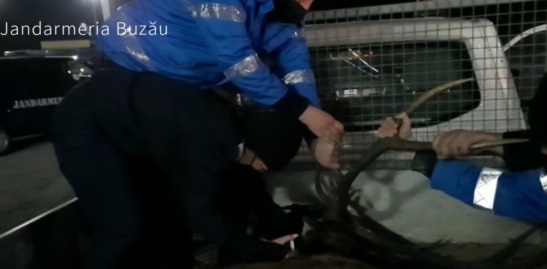  VIDEO: Un cerb rănit, salvat de jandarmi. Animalul urmează să fie supus unei intervenţii chirurgicale