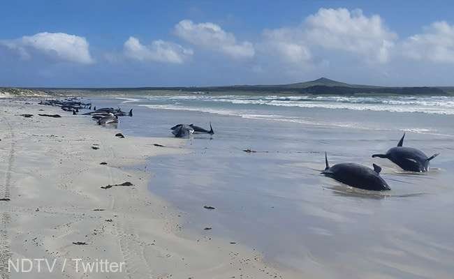  Zeci de balene-pilot, eşuate în Noua Zeelandă. Eforturi mari pentru salvarea lor