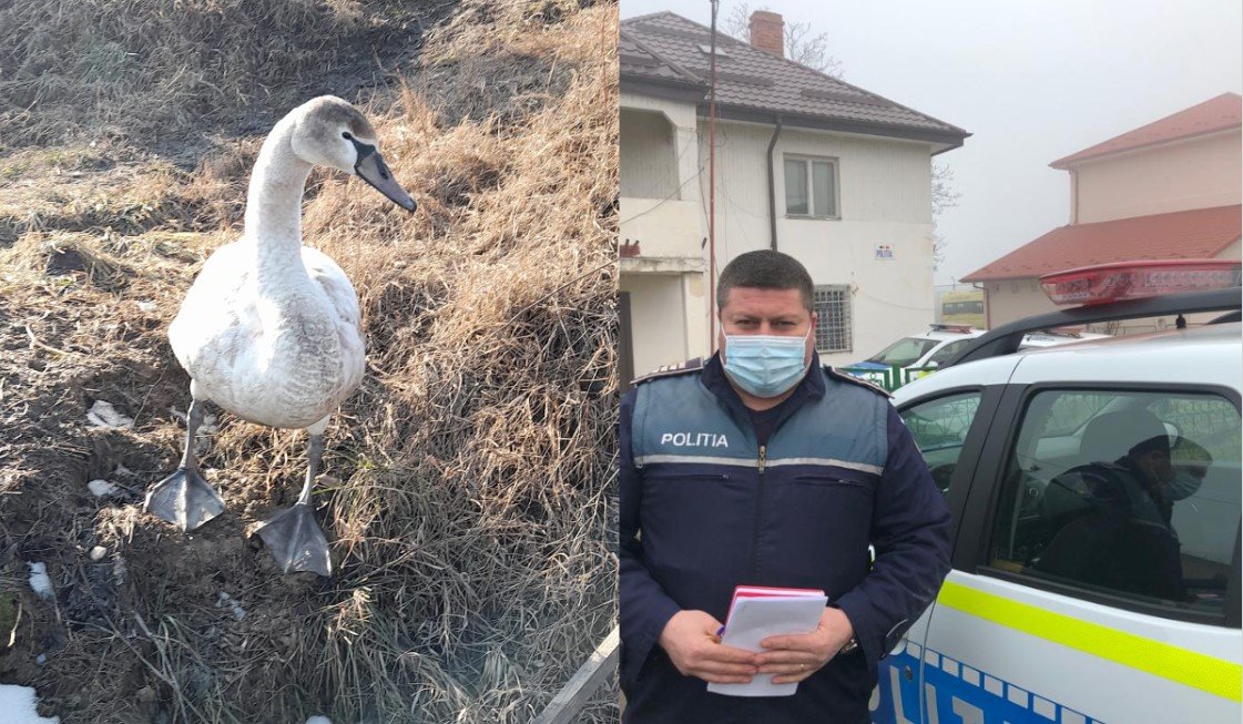  FOTO: Lebede salvate de poliţişti ieşeni. Păsările au fost găsite în extravilanul localităţii Dancu
