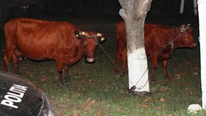  Proprietarul unei vaci furate a recuperat doar căpăstrul