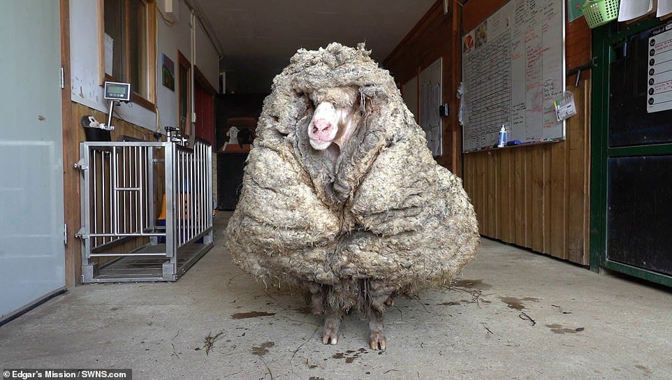  Baarack-oaia cu cea mai multă lână din lume: 35 de kilograme