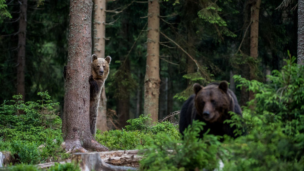  UDMR umblă cu pușca după urșii României. Au trimis o petiție UE