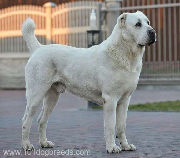  VIDEO: Zi specială dedicată câinilor din rasa alabai în Turkmenistan