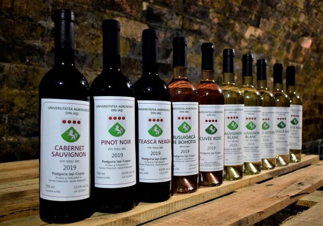 O universitate ieşeana va produce vin din 16 soiuri de struguri, toate crescute în Copou