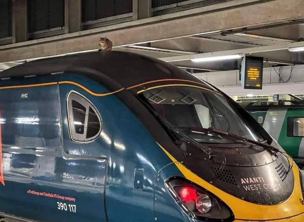  VIDEO O pisică a ținut pe loc un tren mai bine de două ore, la Londra. Pasagerii, mutați în alt tren