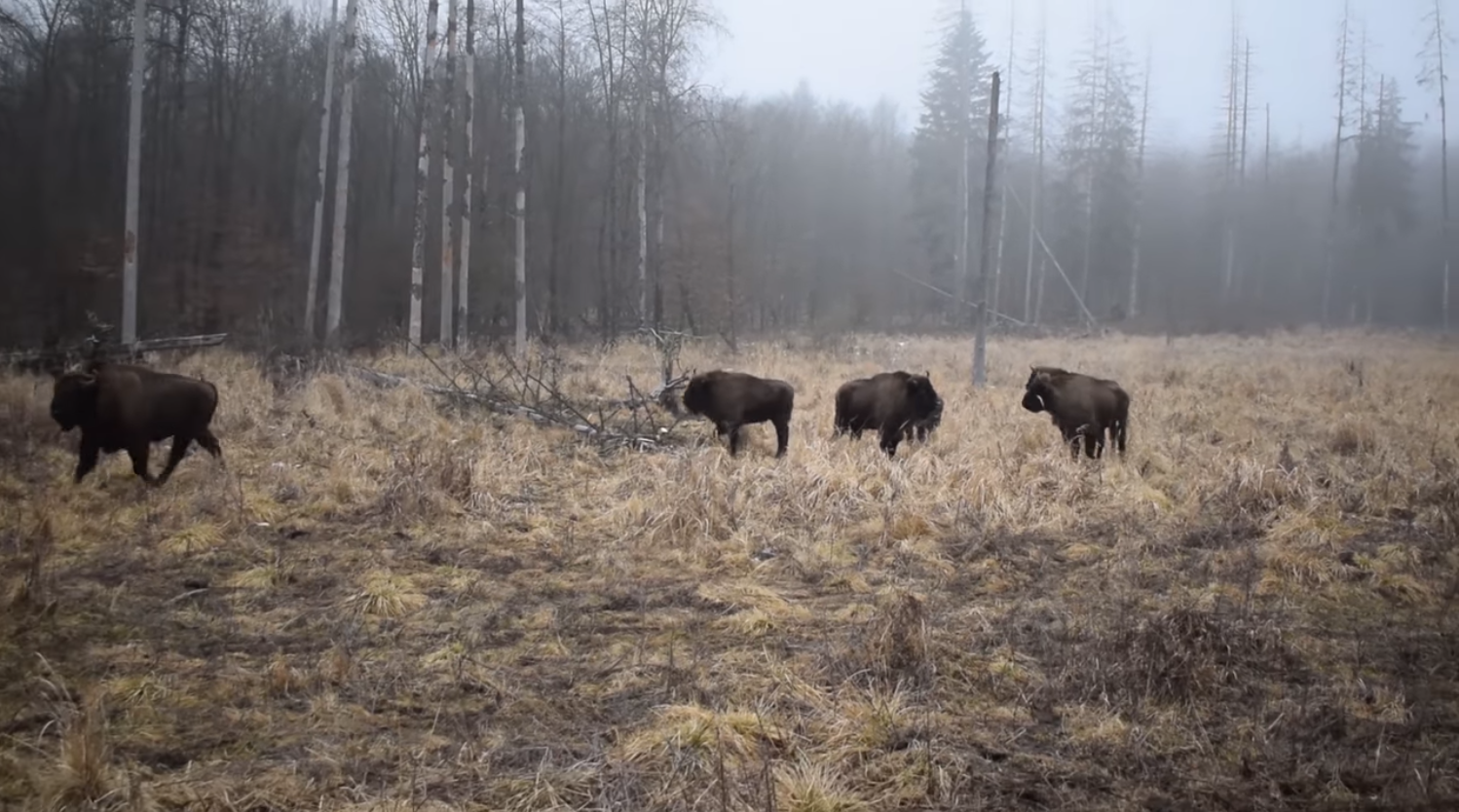  VIDEO Zimbri cu chef de joacă surprinși în Parcul Natural Vânători Neamț