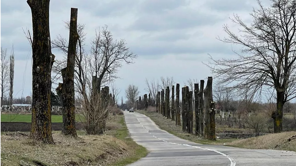  FOTO Sinistru mai arată un drum din România după ce au fost toaletați copacii. Pur și simplu au fost mutilați