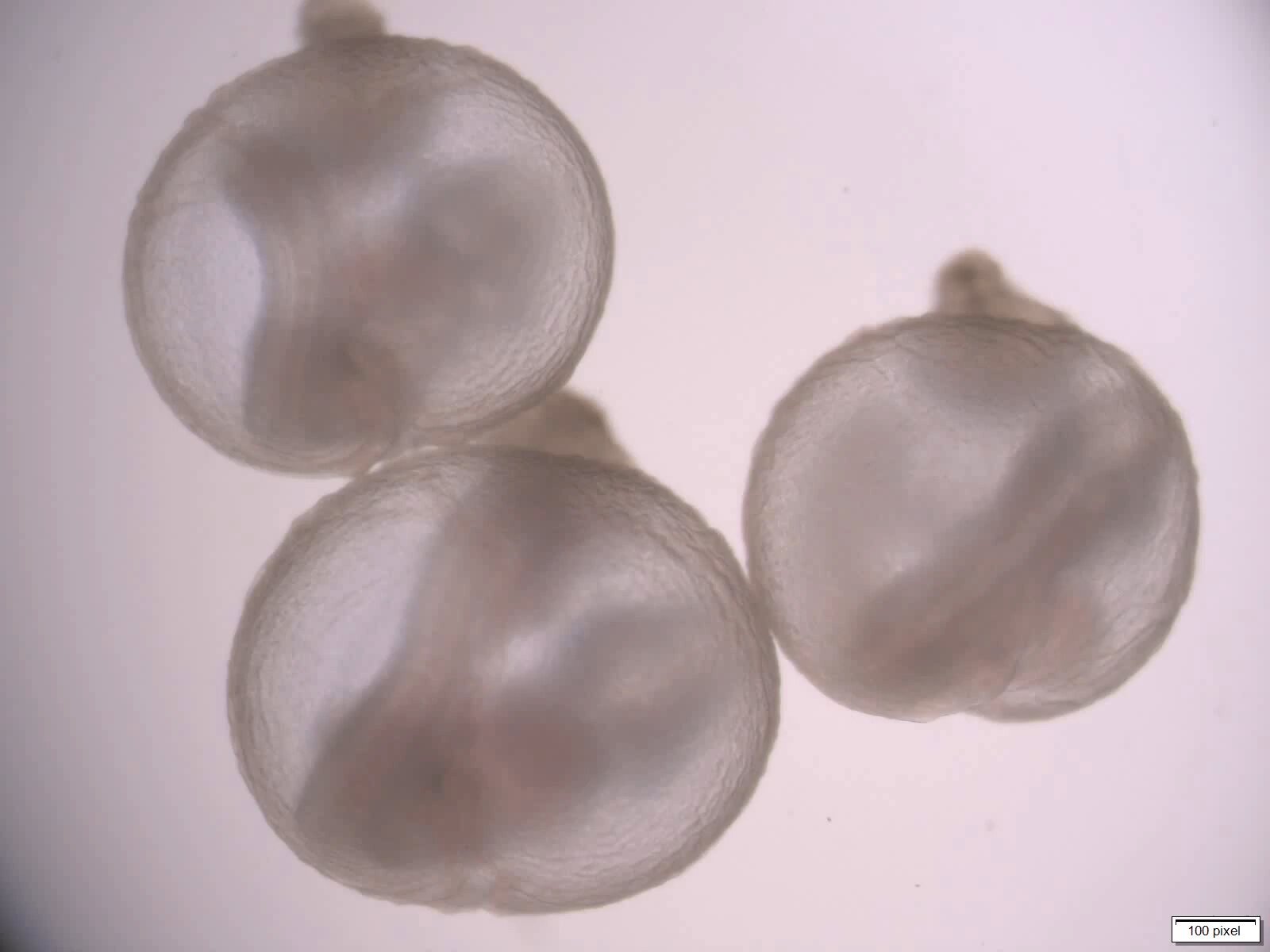  Embrioni de șoareci crescuți într-un uter mecanic