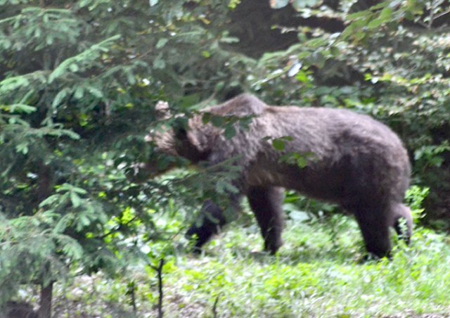  Harghita: Un urs a atacat un grup de persoane, pe o pășune. Un bărbat a fost rănit