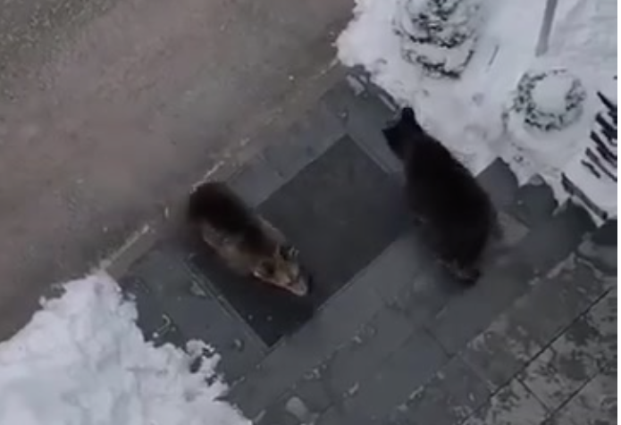  VIDEO Doi pui de urs, noua senzație de la Sinaia. Se plimbă fără frică de oameni prin centrul orașului